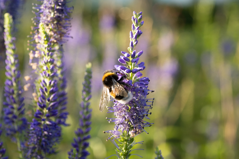 Bild på en humla som sitter på en blomma