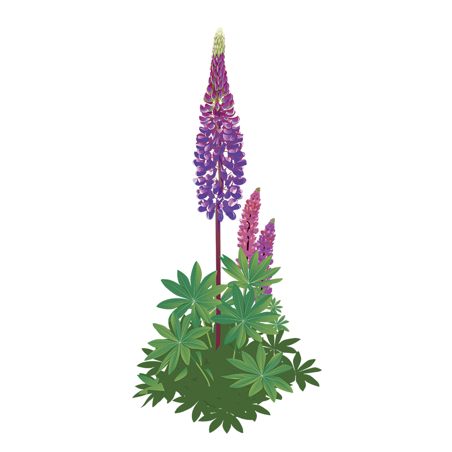 Bild på Blomsterlupin