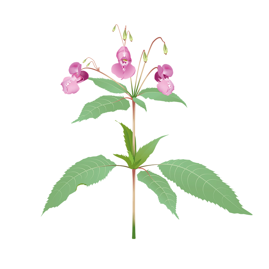 Bild på Jättebalsamin